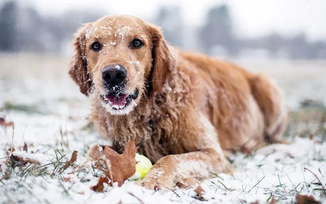 Foto van een spelende hond met bal in de sneeuw