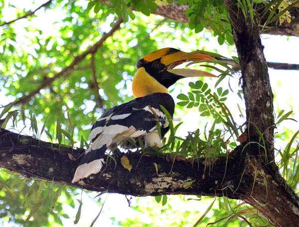 Bird Photography at Taman Negara