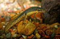 Redspotted newt