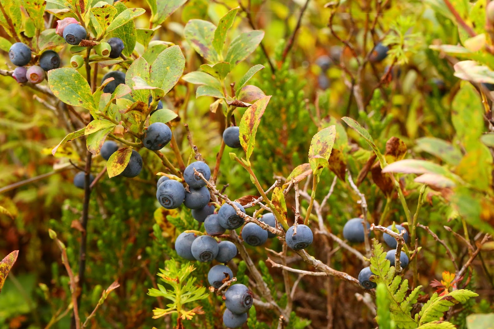 Wild Harvests The elusive and excellent Dwarf Bilberry