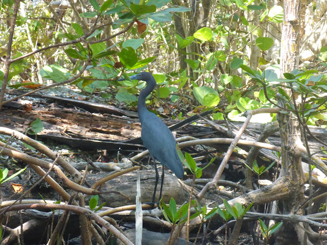oiseau JN Ding Darling National Wildlife Refuge Floride