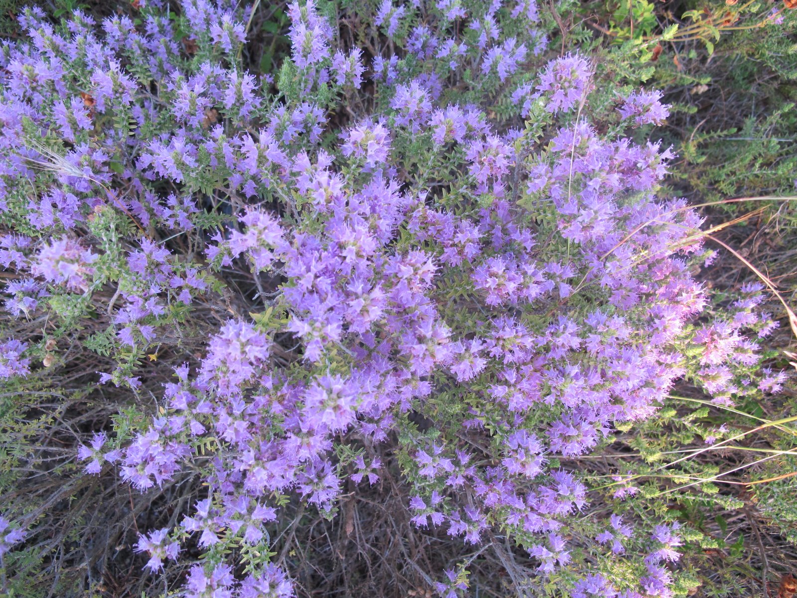 FLORA NEL SALENTO e.. anche altrove Thymbra capitata (L.) Cav = Thymus