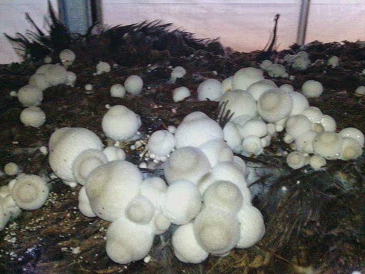 Jamur Merang KELOMPOK TANI GEMILANG 1