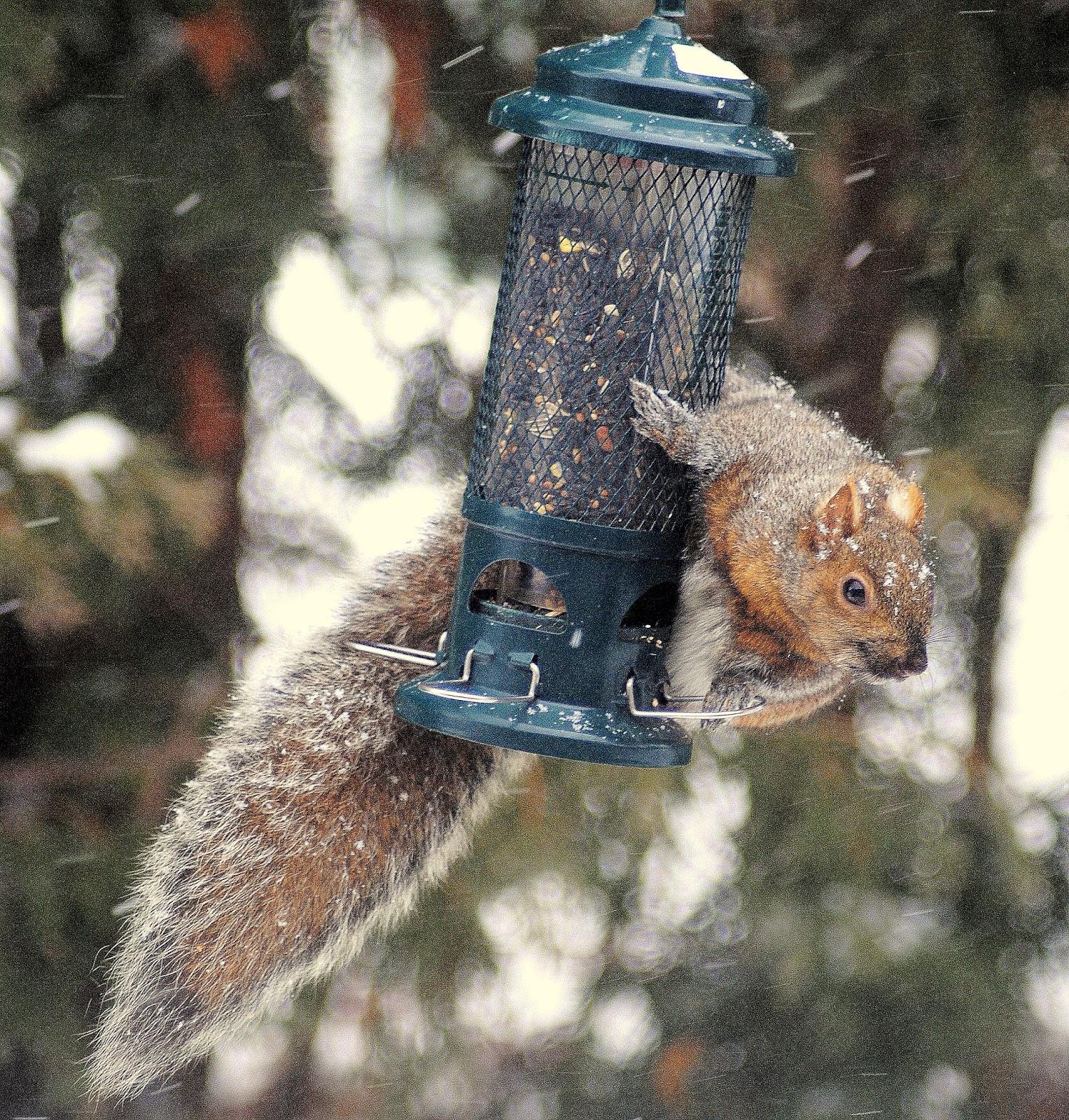 Camera On King Squirrel Proof Bird Feeder Solved
