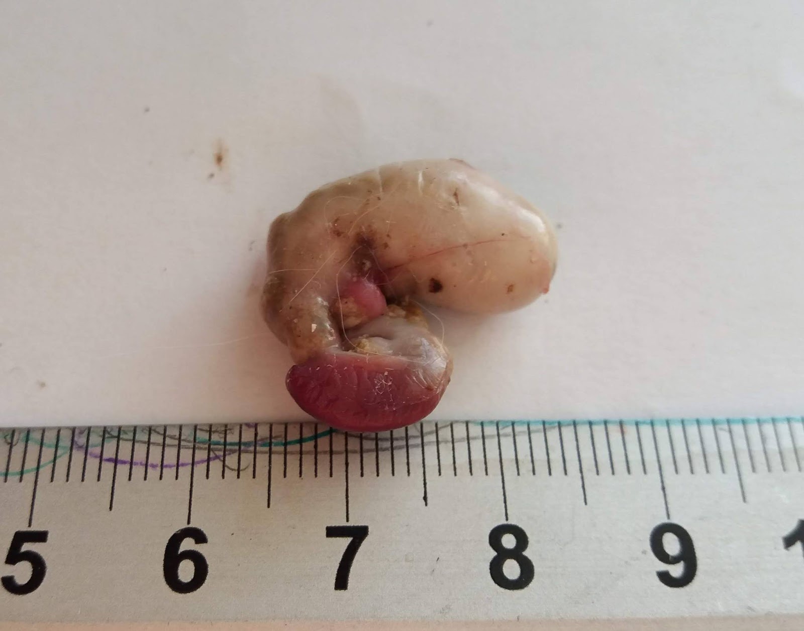 Putting the Cat on the Table The Return of the Cat Scatologists