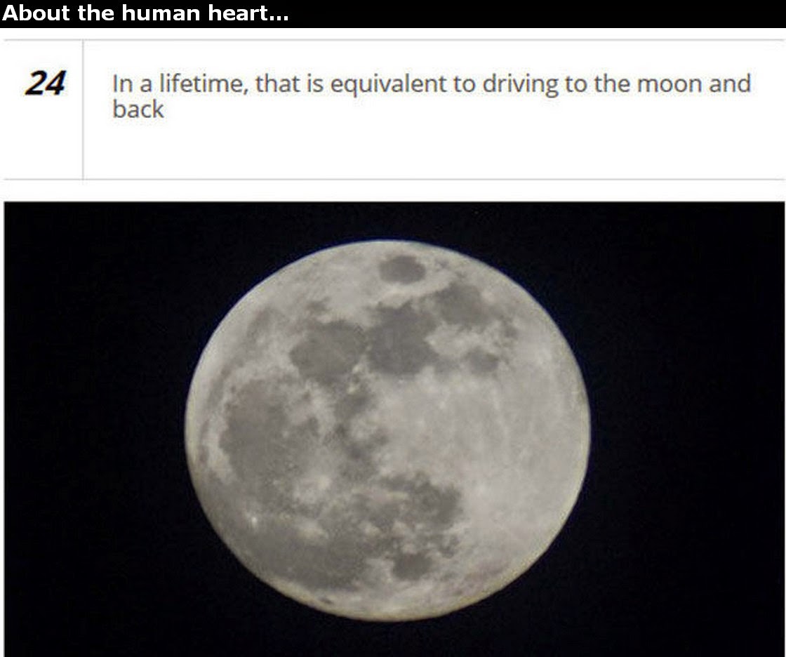 Chuck's Fun Page 2 Human Heart trivia 25 images