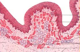 Gambar Jaringan Ikat 2