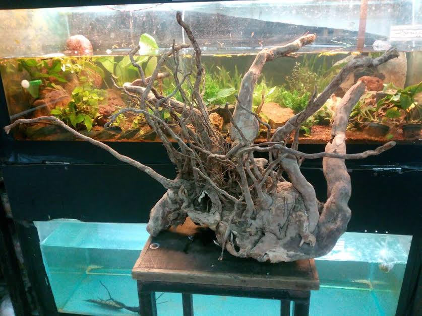 JOE'S AQUAWORLD FOR EXOTIC FISHES MUMBAI INDIA 9833898901