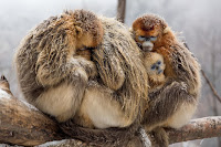 Nacidos en China 21 documental%2Bnacidos%2Bchina 04