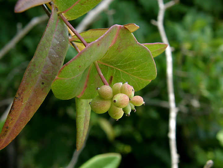 Anybody Seen My Focus? Trumpet Honeysuckle (Lonicera sempervirens