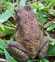 Kodok http://senibudaya12.blogspot.com