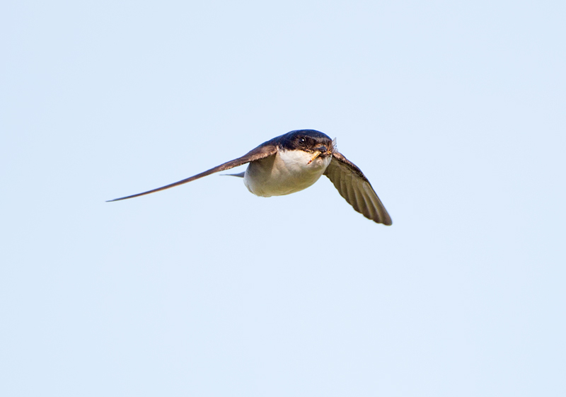 Russ Telfer Wildlife Photography House Martins & Swallows