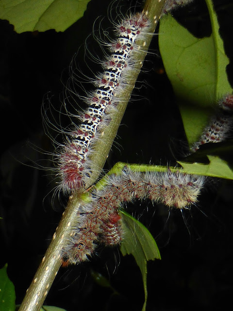 Holocerina species Malawi caterpillar Holocerina species Malawi caterpillar