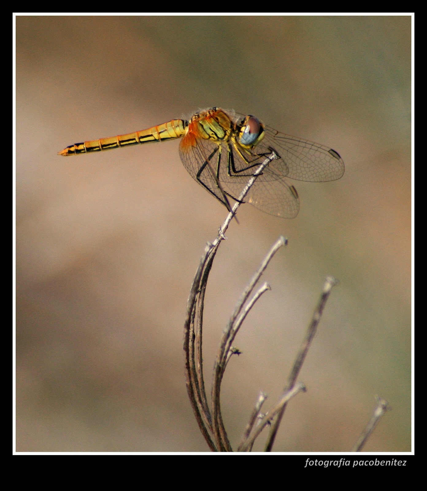 LIBELULAS EN ALGECIRAS