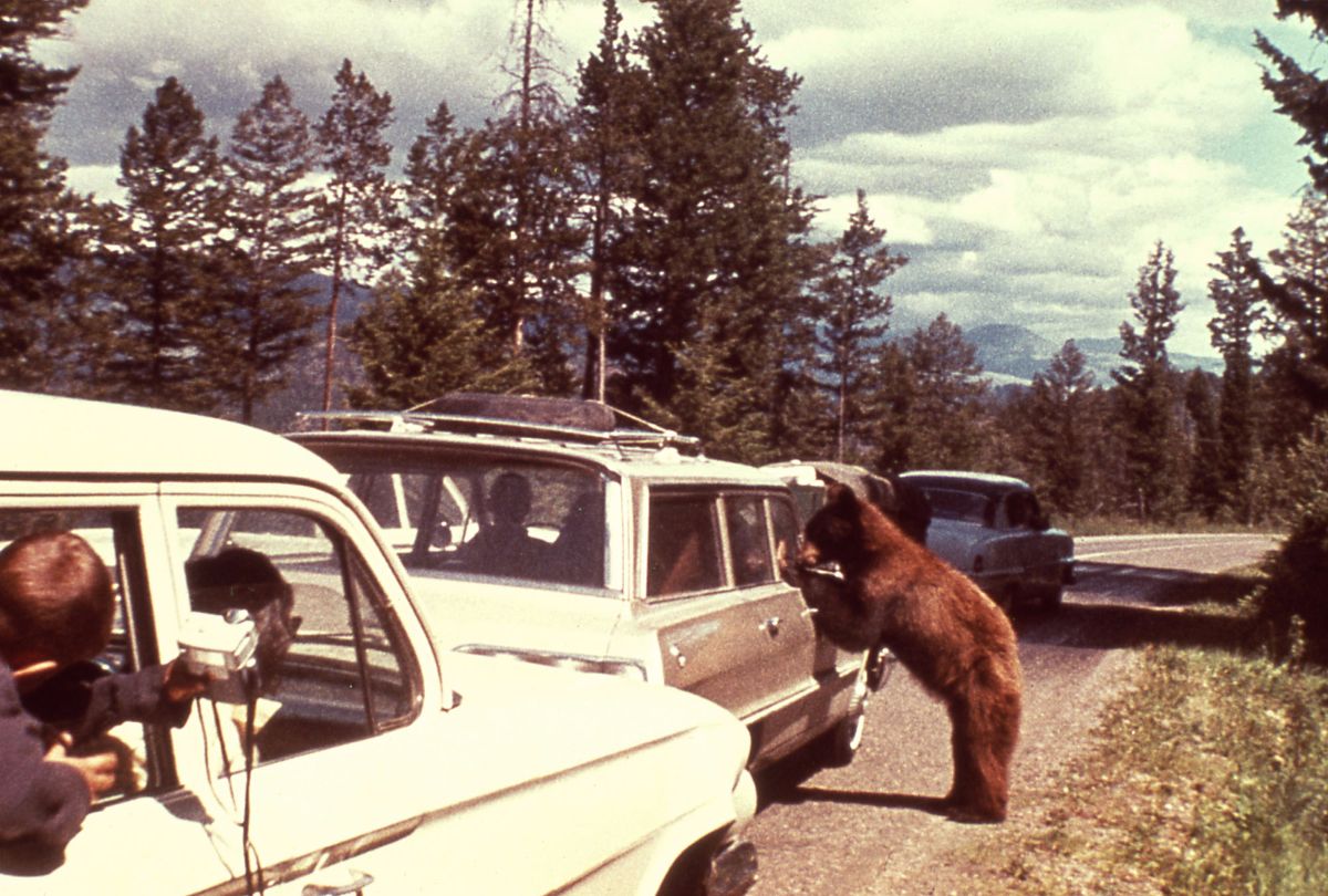 Incredible Photos of Tourists Feeding Bears From Their Cars in
