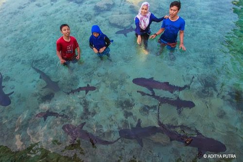 penakaran hiu karimunjawa penakaran hiu karimunjawa