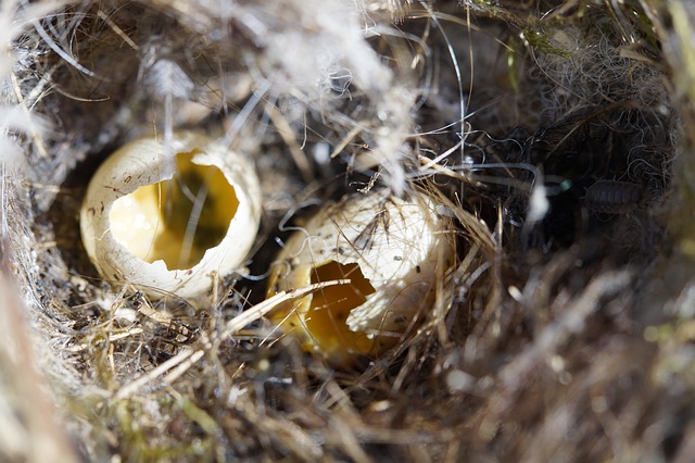 Penyebab Telur Burung Perkutut Tidak Menetas dan Solusinya Penyebab Telur Burung Perkutut Tidak Menetas dan Solusinya