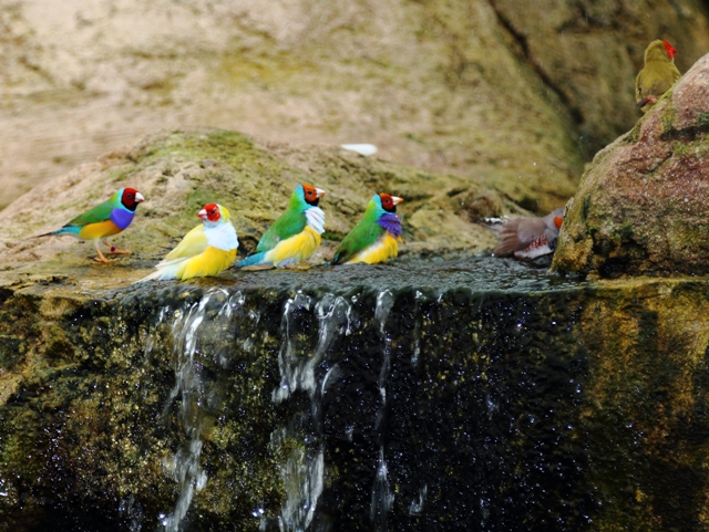 Pájaros de colores en el Mariposario de Benalmadena