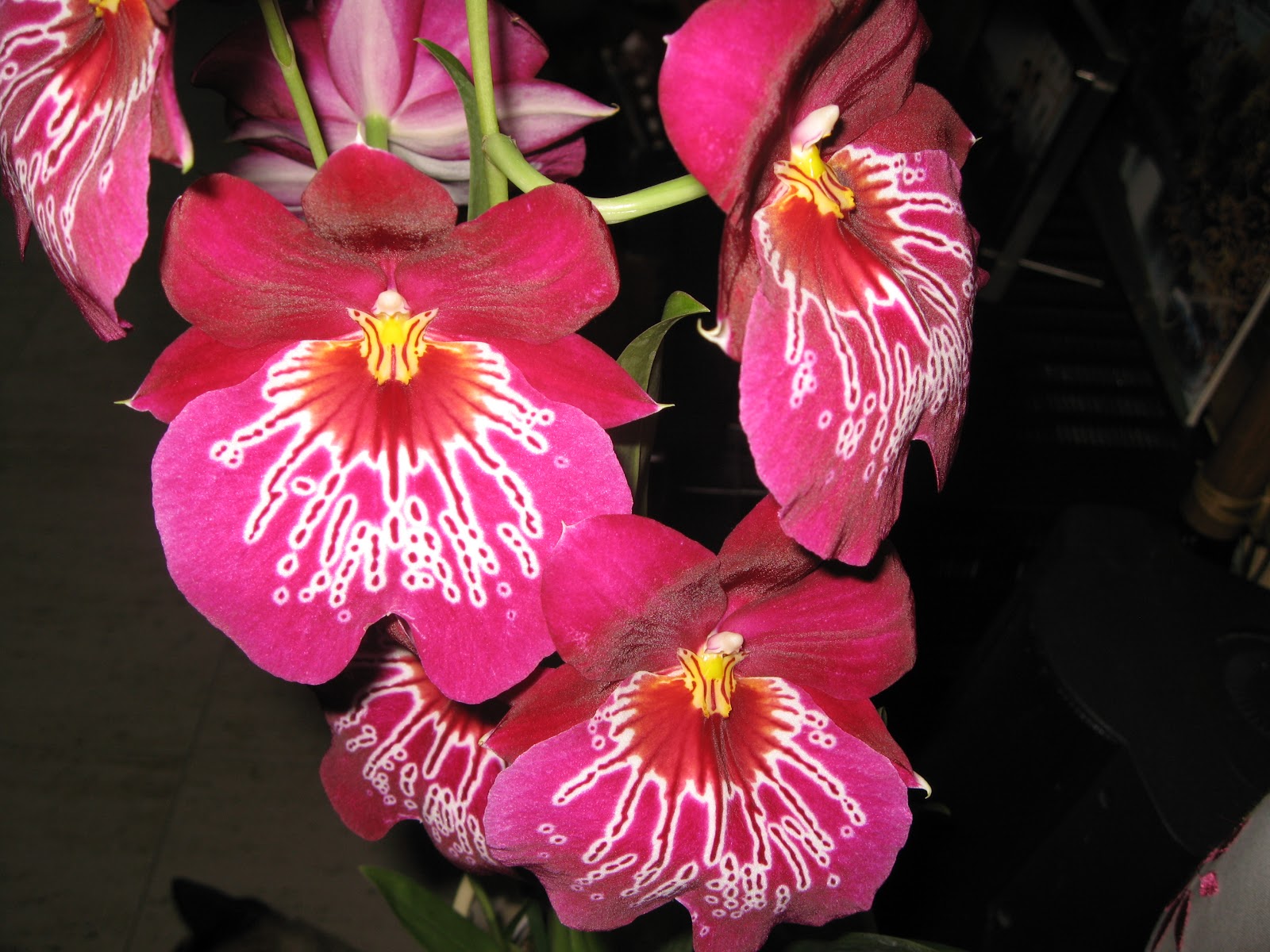 Orquídeas Blog de Angel Mar: Miltoniopsis (Orquídeas Pensamiento)