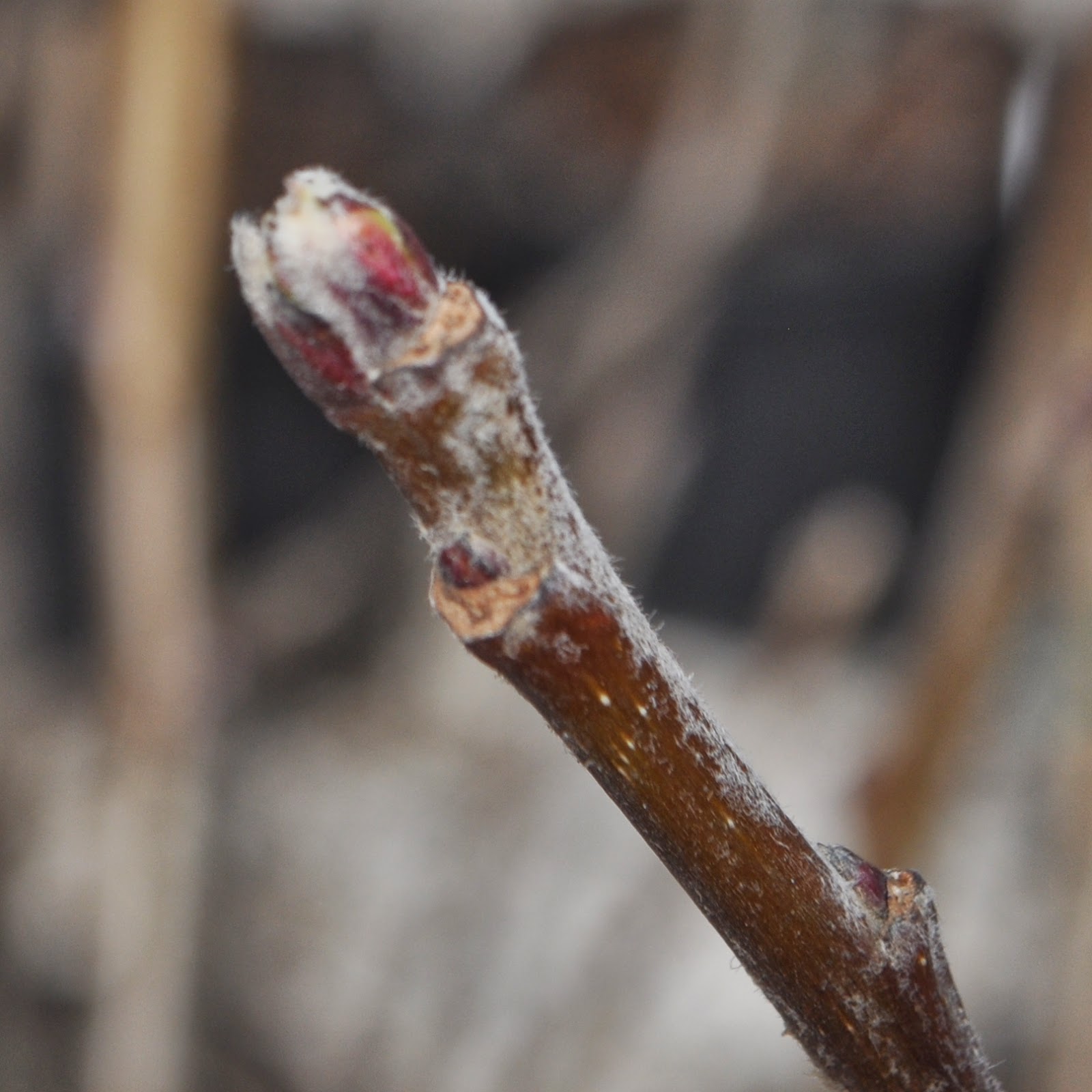 The Grass Rhizome Dormant Season Insect Control on Fruit Trees