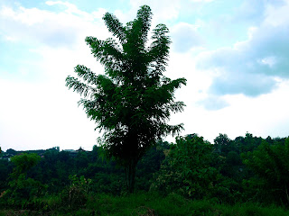 Gliricidia Sepium Tree in the Plant Field