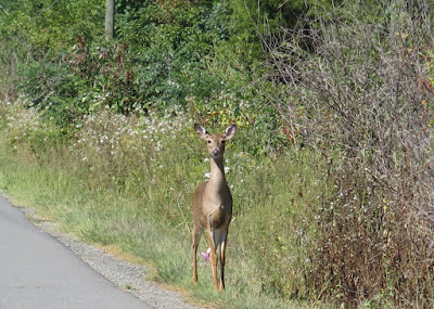 Bambi, September 22, 2016, 12:42:05 PM