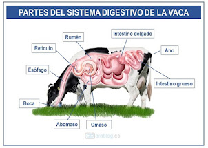 Partes del estomago de vaca
