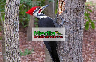Mengenal Burung Pelatuk Media Burung Indramayu