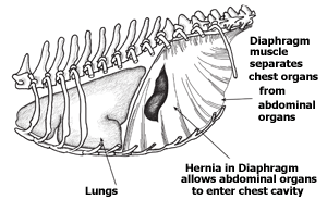 Teknik Operasi Hernia Diaphragmatica pada Hewan (Bedah Thoraks)