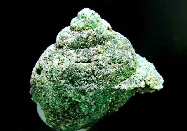 Rare Fossilized Gastropod Replaced by Precious Emerald