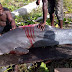 See Photos Of Dolphin That Was Caught And Killed In Delta State