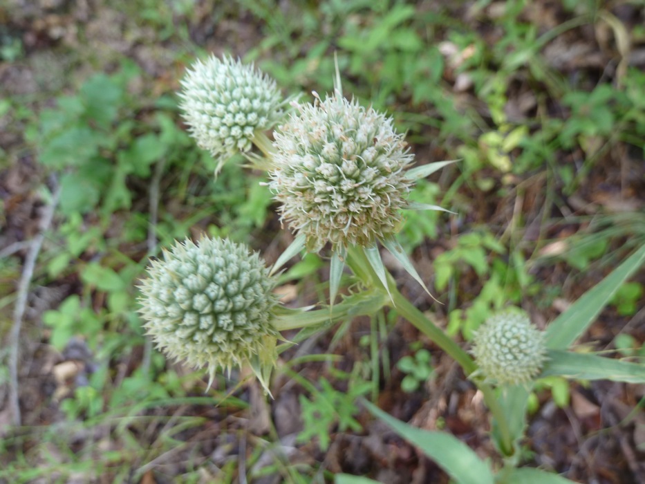 Springfield Plateau Rattlesnake Master