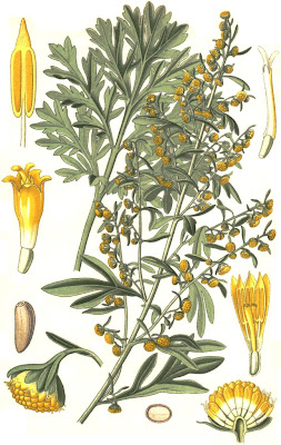 Estragão, Artemisia dracunculus