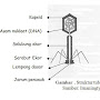 Struktur virus dengan detail komponen seperti kepala, kapsid, asam nukleat, leher, dan ekor