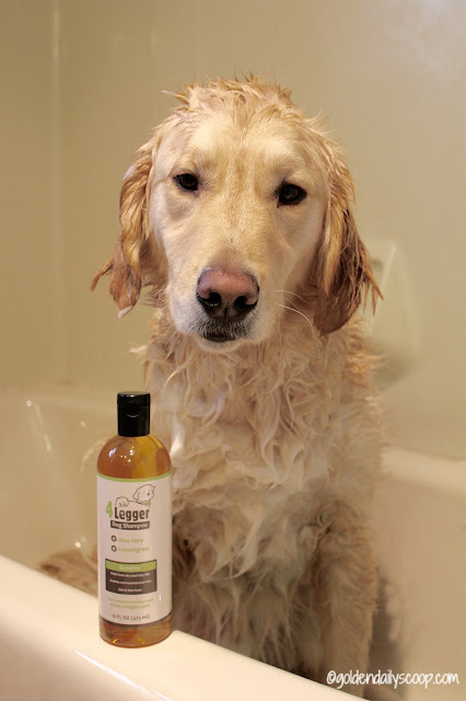 4 Legger organic dog shampoo review and giveaway