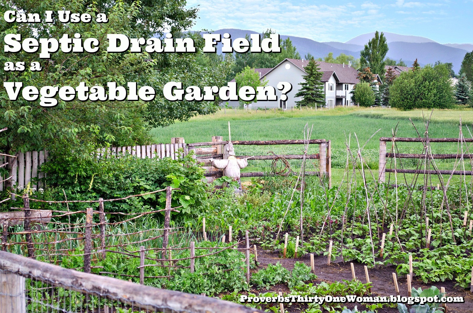 Can I Use a Septic Drain Field as a Vegetable Garden? Proverbs 31