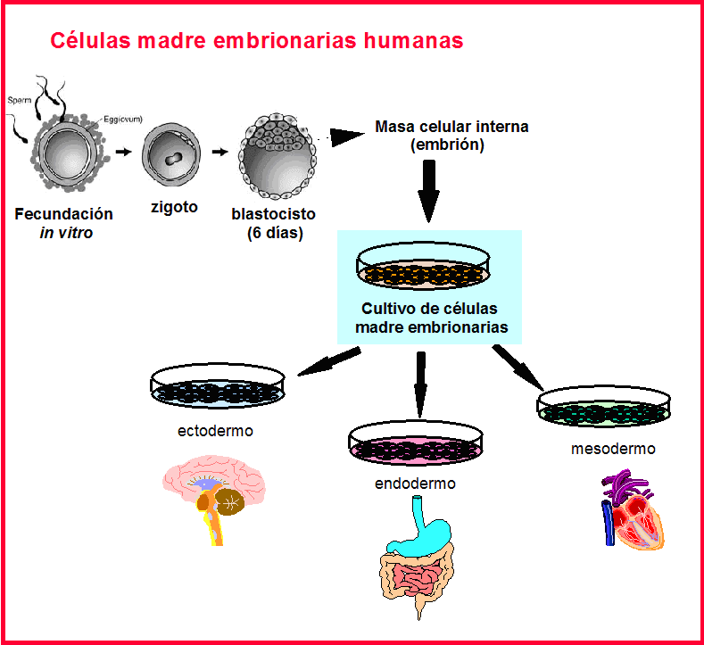 Clonación TIPOS DE CLONACIÓN
