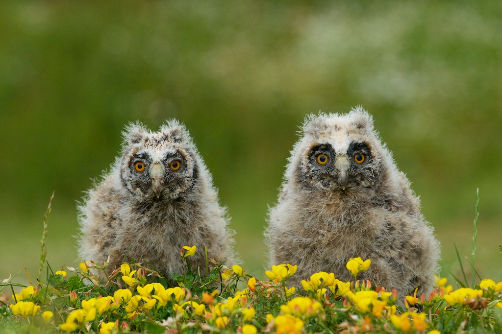 British Wildlife Centre Keeper's Blog More Longeared Owl Chicks