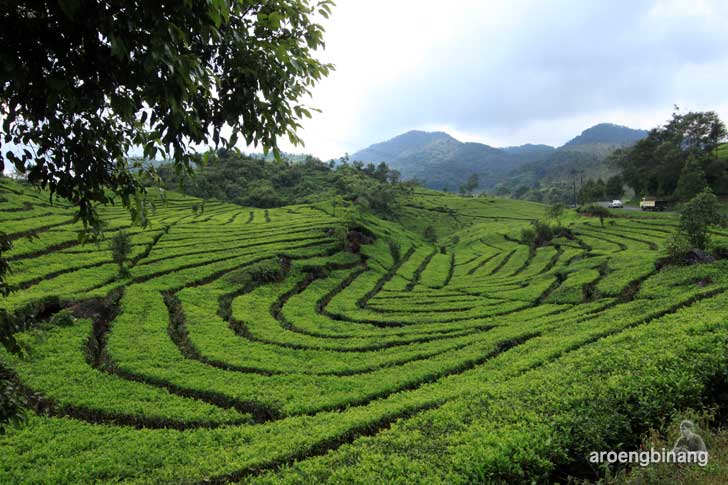 perkebunan teh rancabali ciwidey