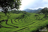 perkebunan teh rancabali ciwidey