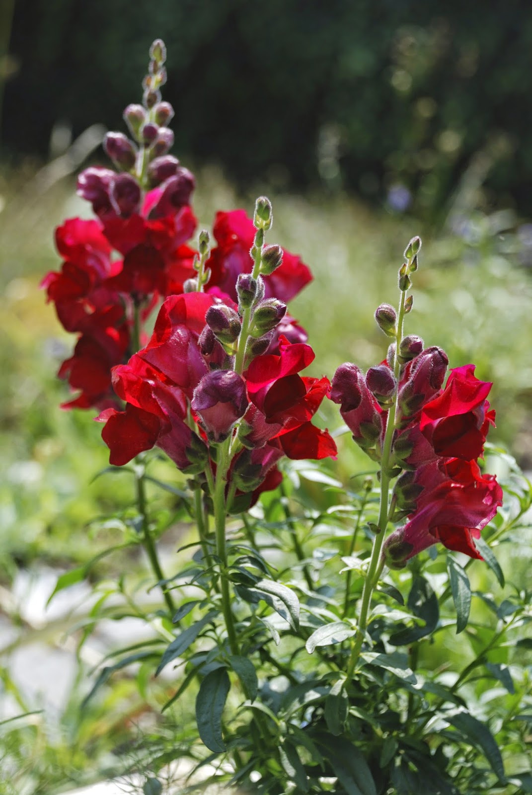 Bickenbach Blumen L wenm ulchen