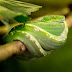 NEWS:Mystery Snake accused of Stealing Millions from Nigerian Cash Vault