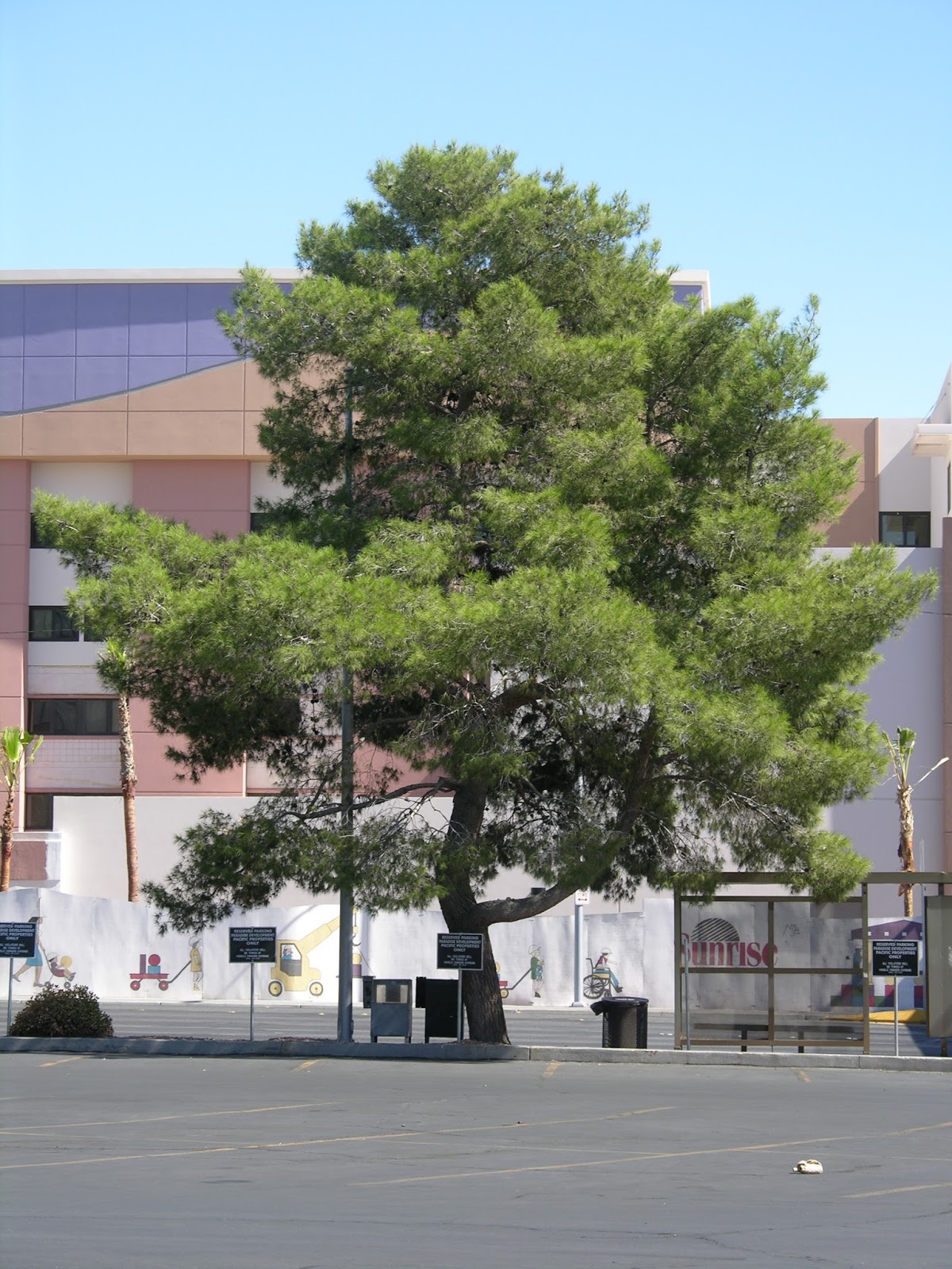 Xtremehorticulture of the Desert Pines In Las Vegas With NO Irrigation