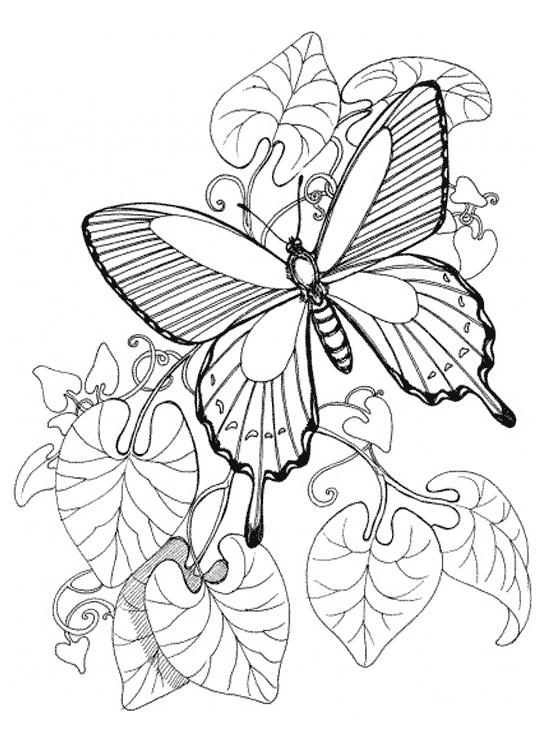 label butterfly coloring pages - photo #39