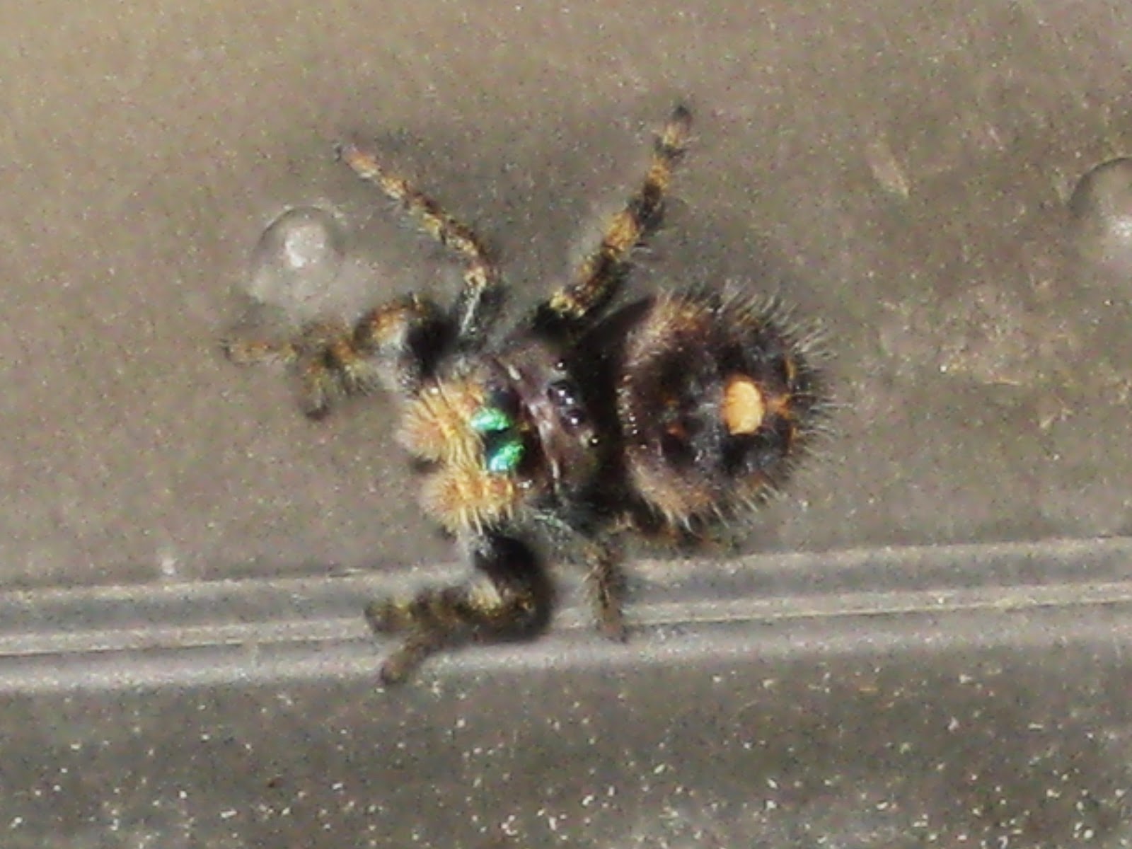 Garden Broad Minnesota Bugs