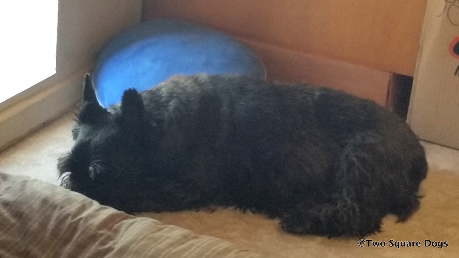 My Old Dog Is Just Sleeping And Not Eating Today My Old Dog Is Just Sleeping And Not Eating Today