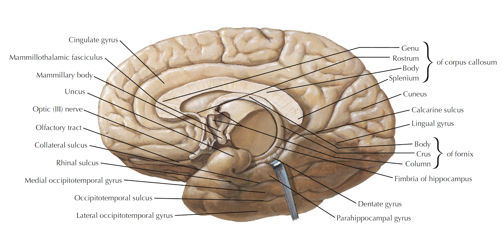Brain diagrams