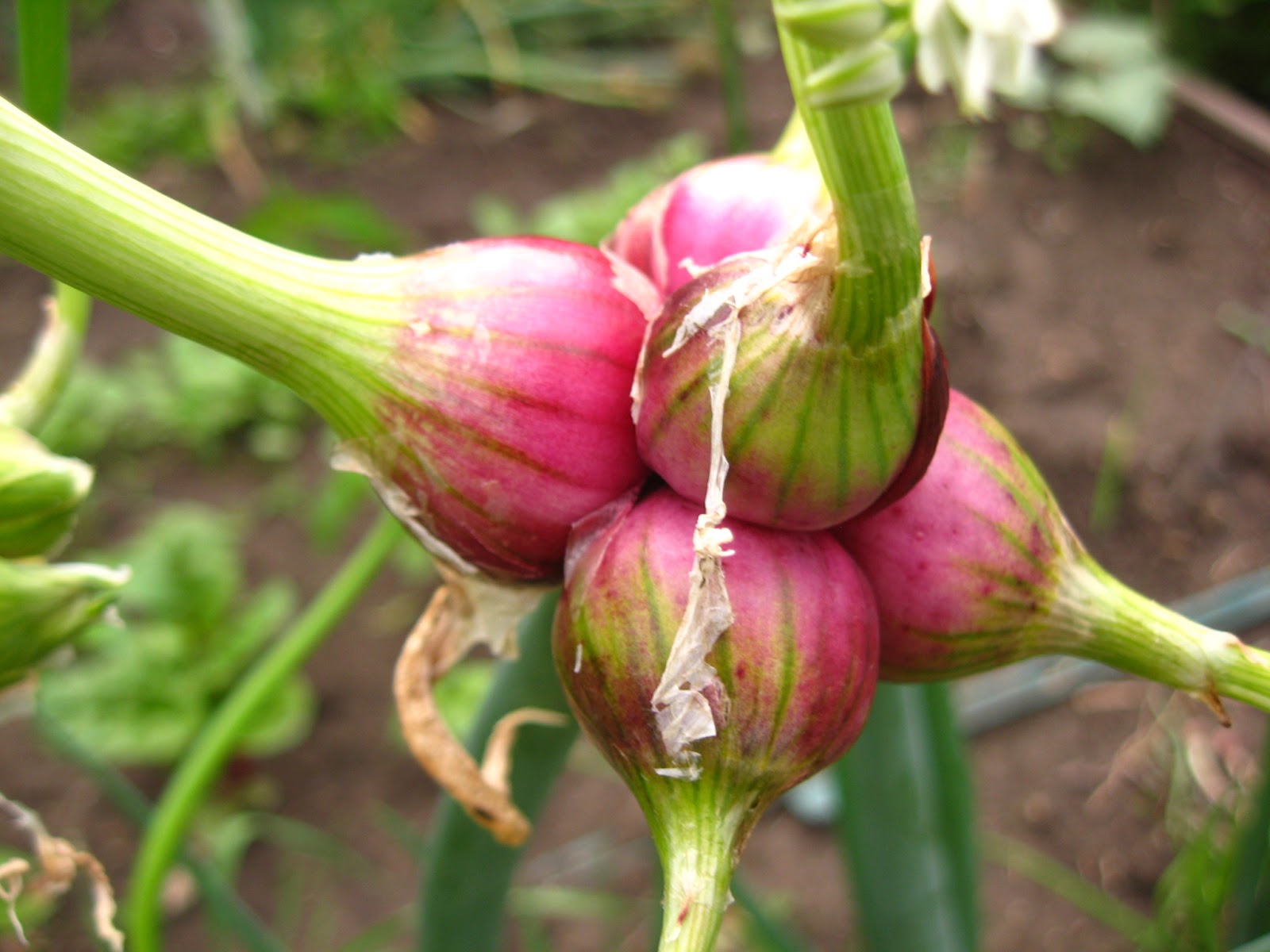 Plant Adventurer An Intro to Walking Onions