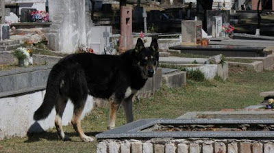 كلب يعيش بجوار قبر صاحبه منذ وفاته من ست سنوات 