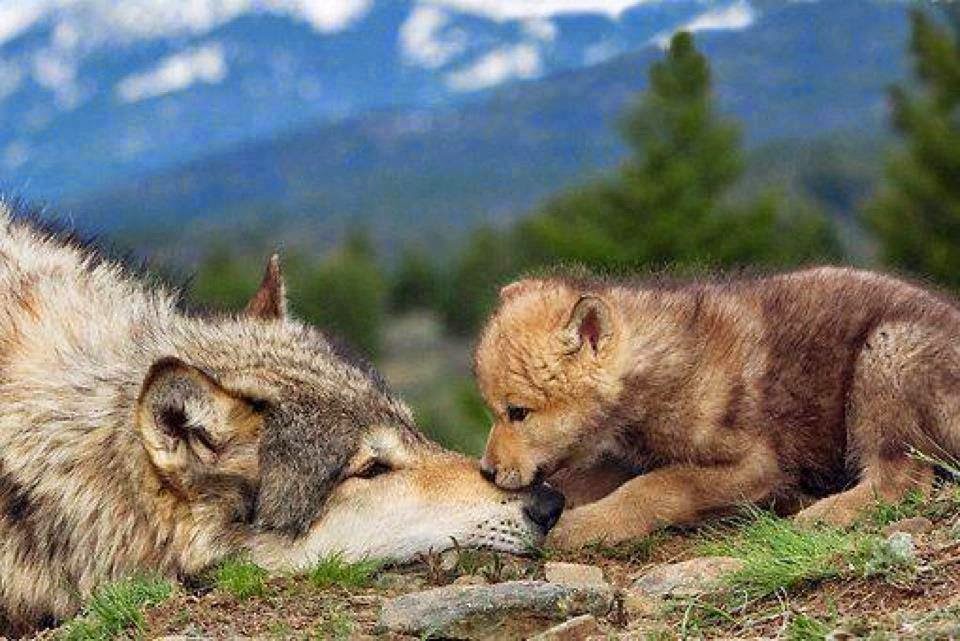 White Wolf : 30 Pictures That Will Make You Fall In Love With Wolves